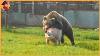 15 Unbelievable Bear Attacks And Interactions Caught On Camera