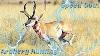 Archery Hunting Antelope Tactics