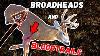 Blood Trails Broadheads And Shot Placement For Bow Hunting Graphic