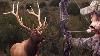 Bow Hunting New Mexico Elk Willi S Dream Bull 47 Yards Pure Hunting S9 E6
