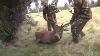 Bow Hunting Red Stag With Wildside Hunting Safaris New Zealand