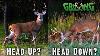 Bow Shot Head Up Or Down Unbelievable Archery Tip 726