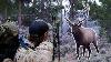 Bull Right Off The Road Colorado Otc Archery Elk Hunting