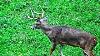 Whitetail Buck Hunting The Rut 2018 Pa Bowhunting Archery Deer Season John S Rut Report
